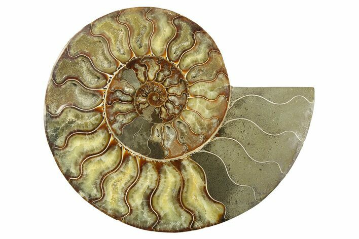 Cut & Polished Ammonite Fossil (Half) - Madagascar #267942